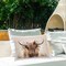 Peachy Pastel Cattle Outdoor Printed Pillow Design by Reinders, 14 x 7 x 20